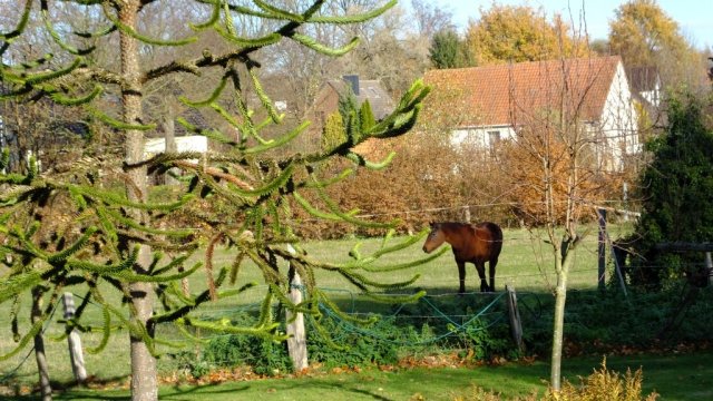 Herbst in Hattrop 2018